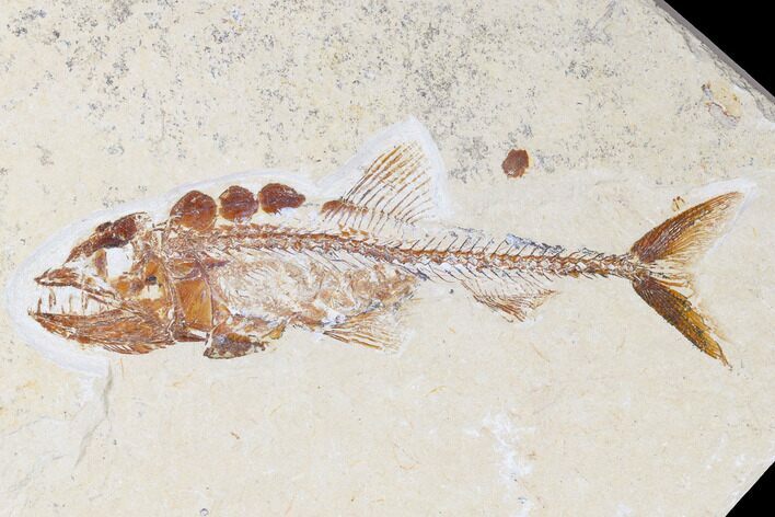 Cretaceous Predatory Fish (Eurypholis) - Fish In Stomach! #173369